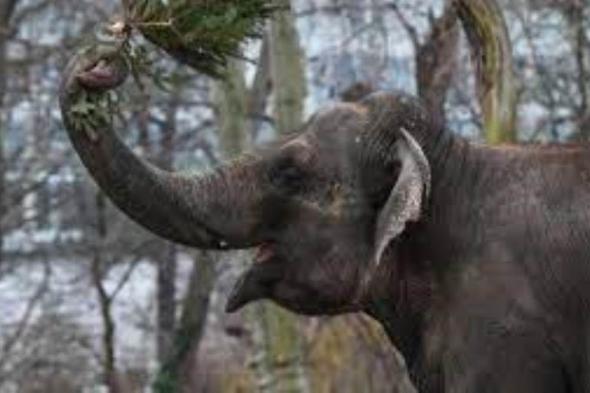 إخضاع 28 فيلا لفحص كورونا في الهند